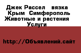 Джек Рассел - вязка - Крым, Симферополь Животные и растения » Услуги   